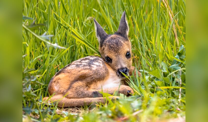 Maïsboer uit Stavenisse zoekt drone-bezitters om dieren te redden