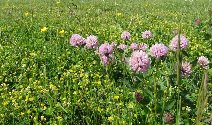 Onderzoek naar meer ecologisch beheer van gazons