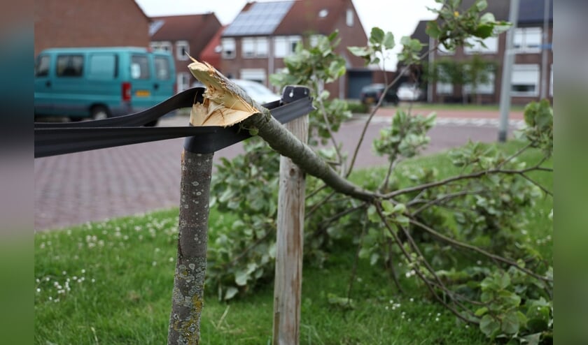 Vandalen vernielen opnieuw jonge boompjes bij basisschool in Hansweert