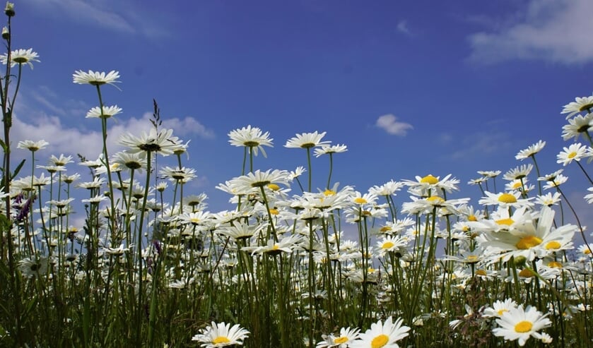 Zomer in Zeeland, maar niet voor lang
