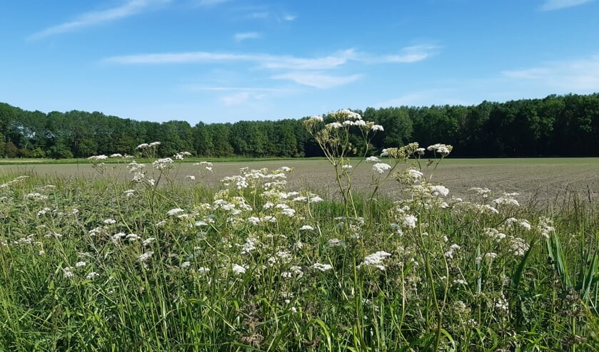 Bescheiden aanpak voor Poelbos