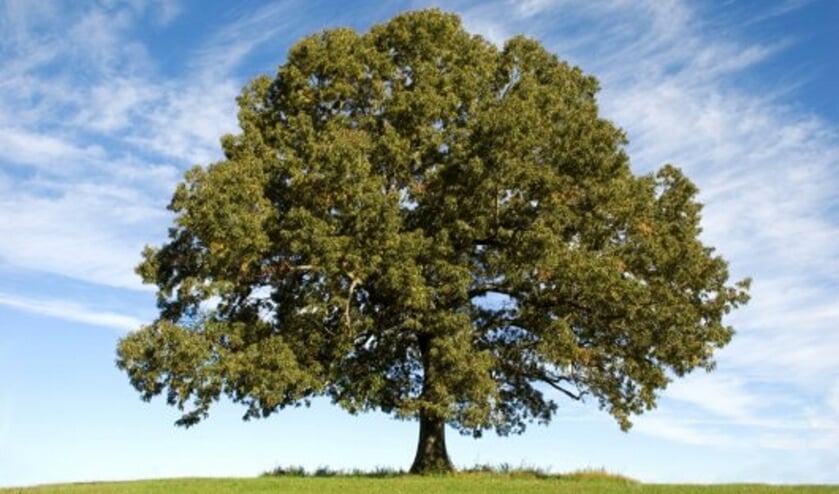 Gratis bomen voor Tholenaren razendsnel ‘uitverkocht’