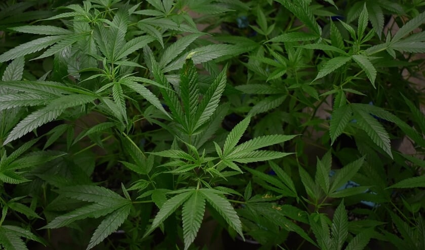 Huurder moet kamer aan Opril Westwal in Goes uit na drugsvondst
