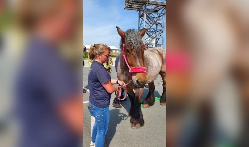 ‘Blijf vooral kalm, dat maakt een dier ook sneller rustig’