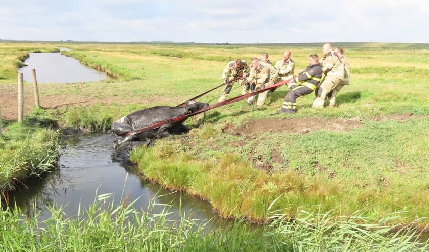 Koe gered uit sloot bij Yerseke