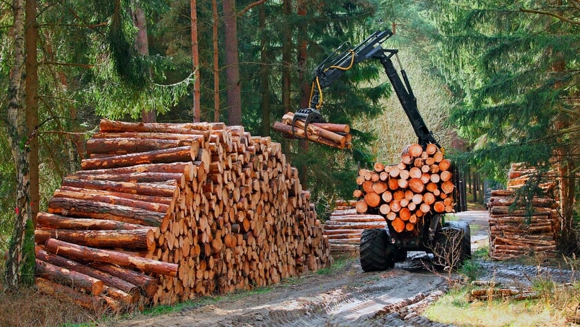 Kap van 44 bomen gepland in Kapelle