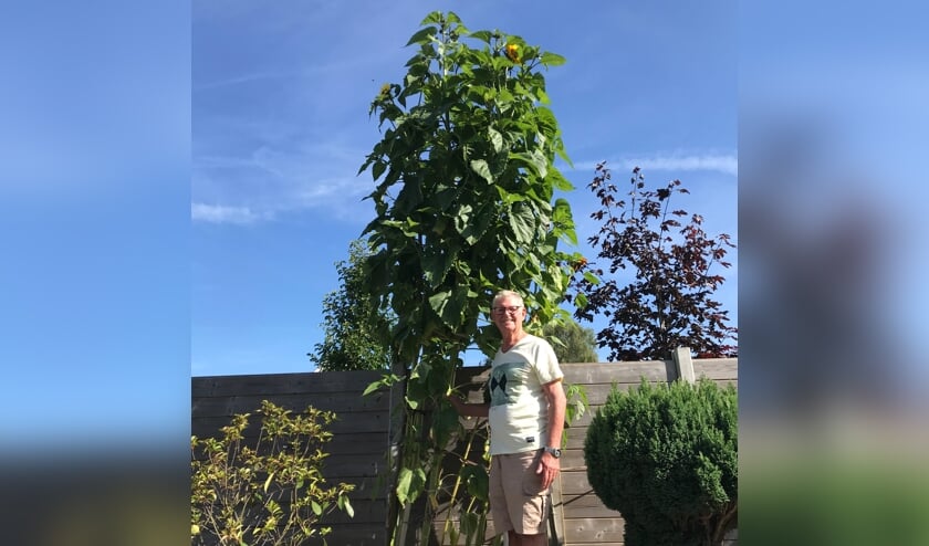 Peter Konijn kweekt zonnebloem van ruim vier meter hoog