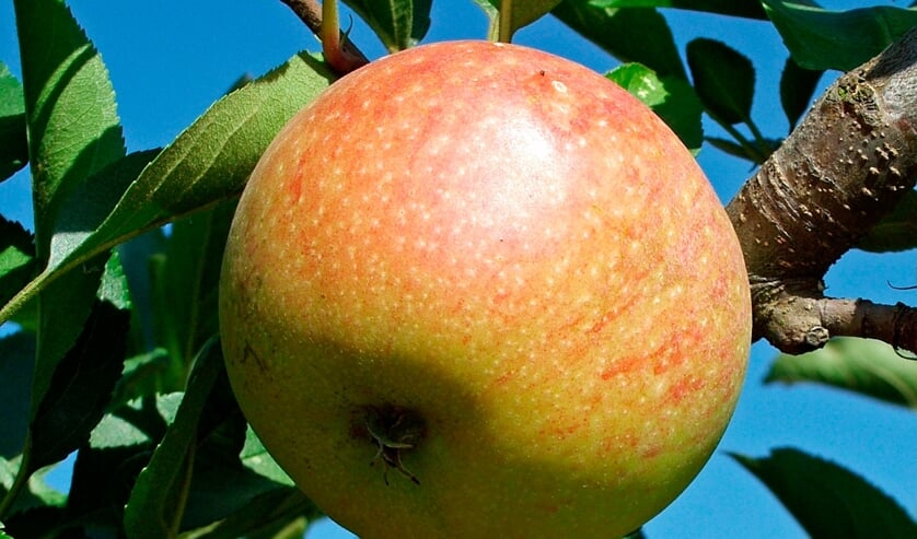 Fruit in de boekhandel in Kapelle