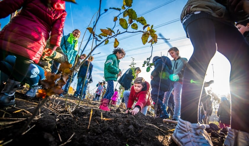 Gemeente Tholen krijgt tiny forest: ‘Dichtbegroeid, inheems bos ter grootte van tennisbaan’