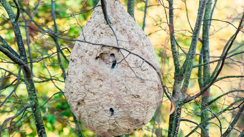 Nest van Aziatische hoornaars gevonden in Tholen-Noord