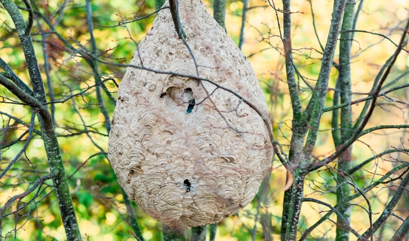 ‘Meer biodiversiteit beschermt bij tegen hoornaar’