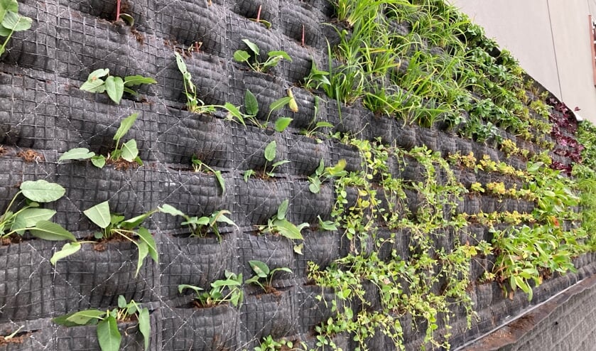 Verticale tuin voor stadskantoor Middelburg