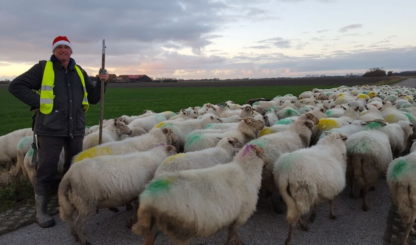 Een Kerstwandeling met de schapen van Kaljouw naar de stal