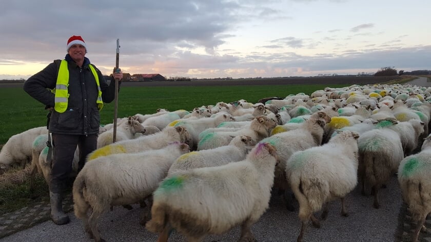 Blatend het nieuwe jaar in: wandelen door Middelburg met schapen