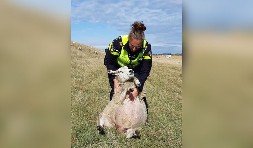 Dierenpolitie roept op: ‘Help schapen die op hun rug liggen en niet omhoog komen een handje’