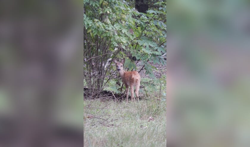 Rust gevraagd voor kraamkamers in de natuur