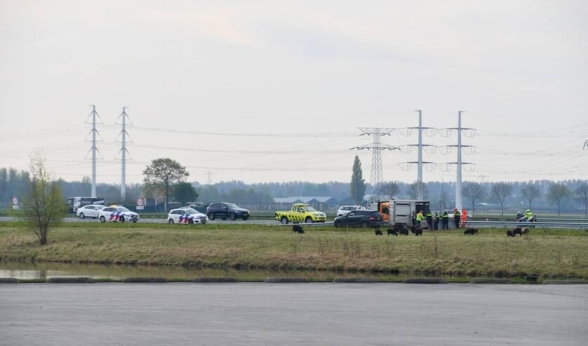 File op A58 door losgebroken schapen bij Goes