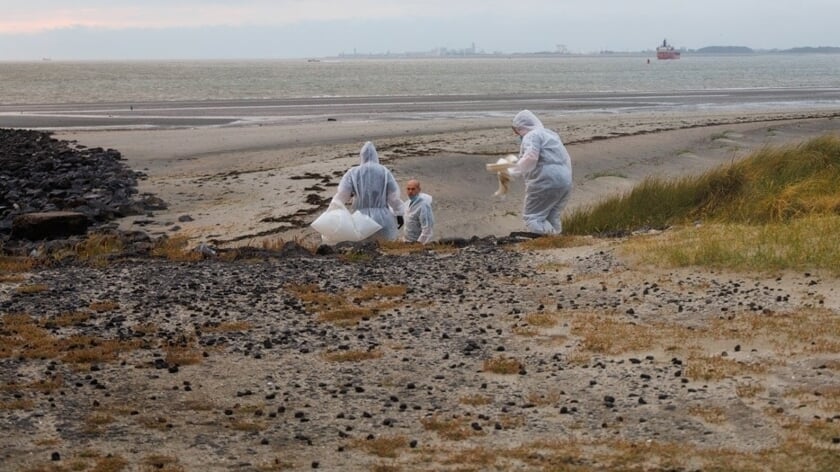 Inspecties Vogelgriep op stranden gemeente Veere