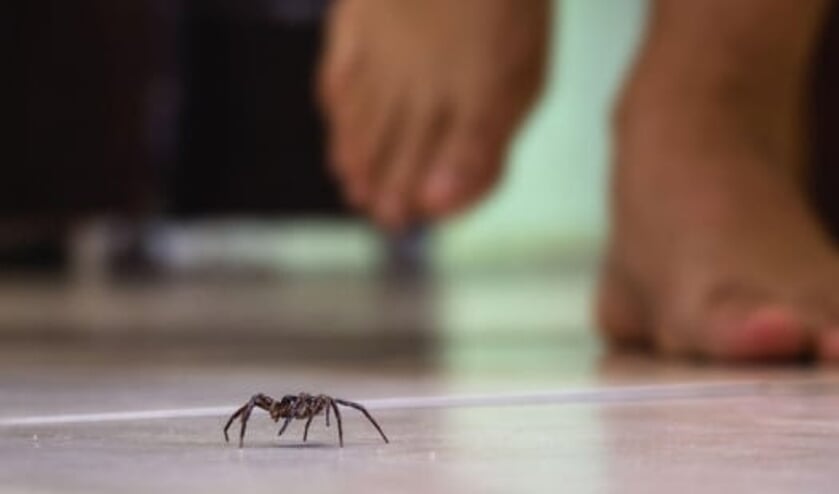 Ongediertebestrijders waarschuwen: Meer en grotere spinnen deze herfst