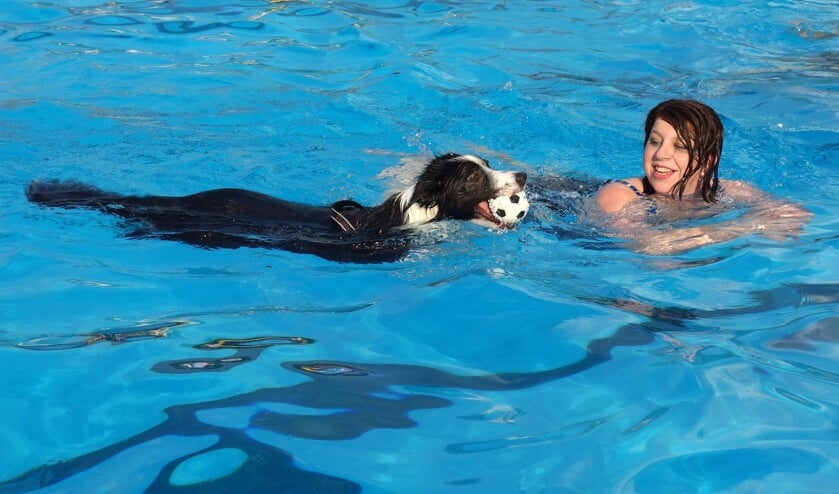 De Spetter sluit zwemseizoen af met bijzonder event: Zwemmen met je hond