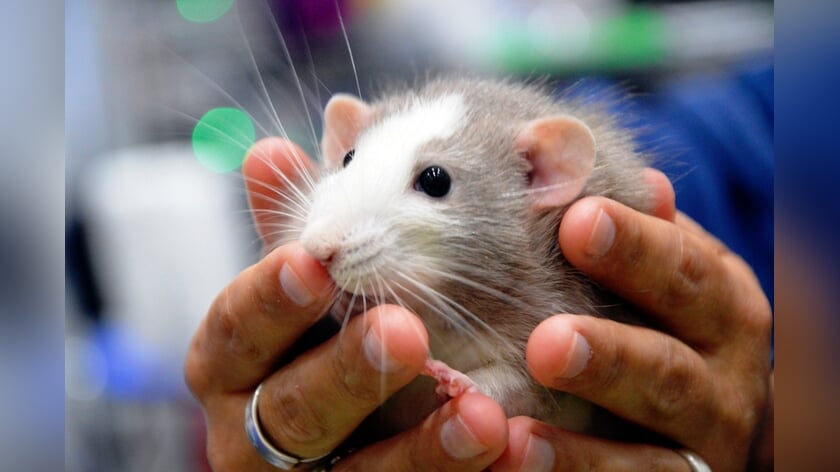 Kinderboerderij De Klepperhoeve in Middelburg viert Dierendag met kleurwedstrijd