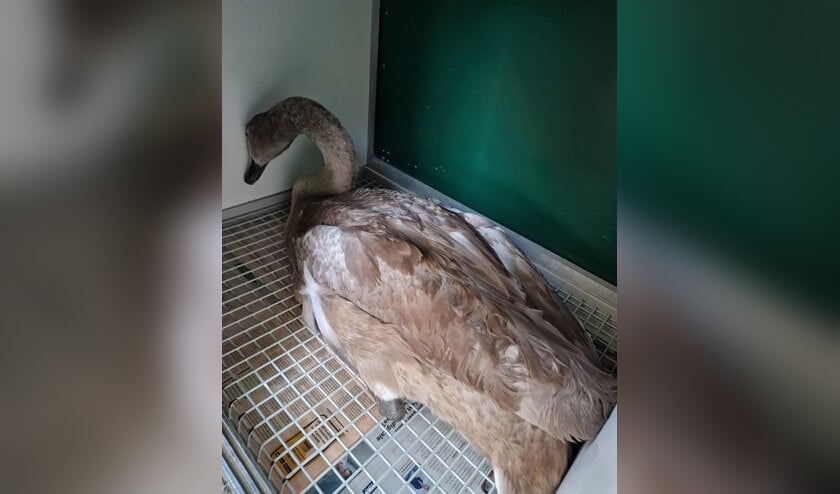 Jonge zwaan overleden na ongelukkige botsing met bedrijfspand in Tholen