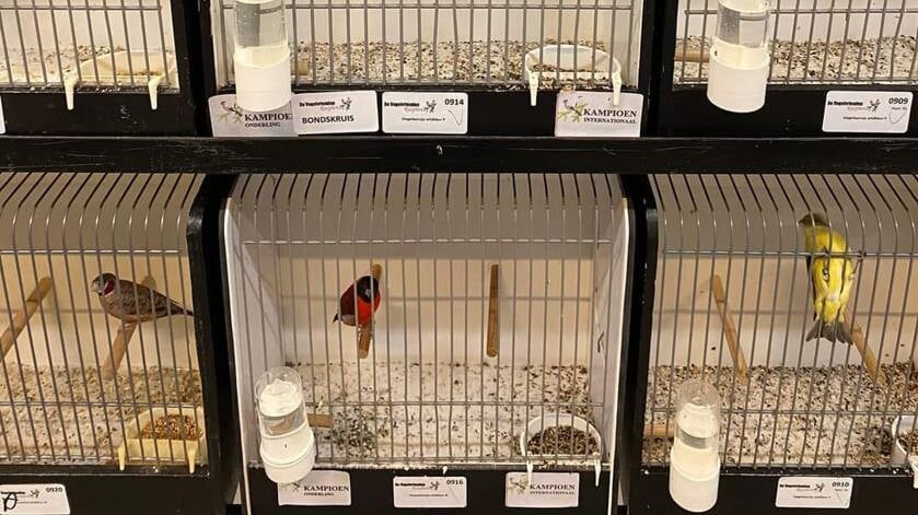De Vogelvrienden Oud-Vossemeer scoort hoog op tentoonstelling met 1300 vogels