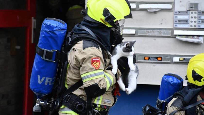 Katten gered uit woning na brandje in flat