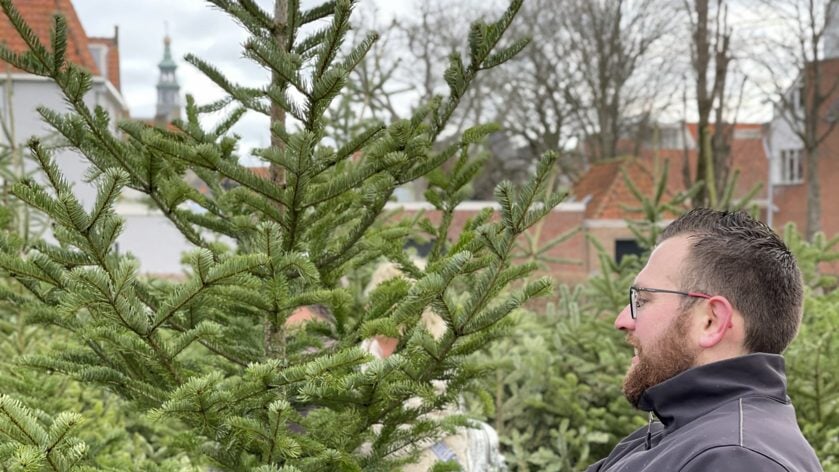 Ophalen kerstbomen in Veere en Middelburg in januari