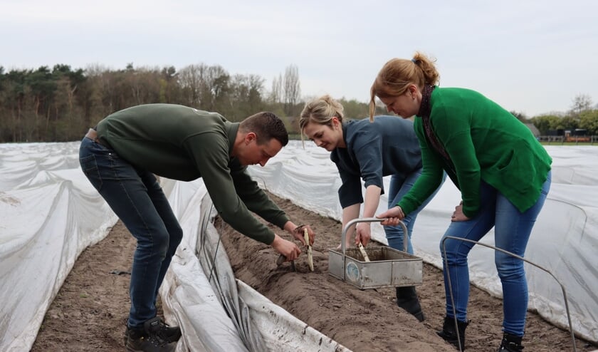 Brabantse Wal-asperges vanaf dit weekend te koop: 'Lokaal, duurzaam en smaakvol'