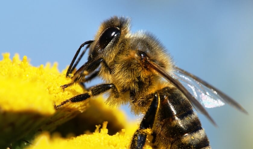 Aantal honingbijen dat afgelopen winter stierf in Zeeland flink toegenomen