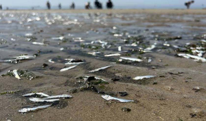 Grote hoeveelheden dode visjes op stranden Vlissingen