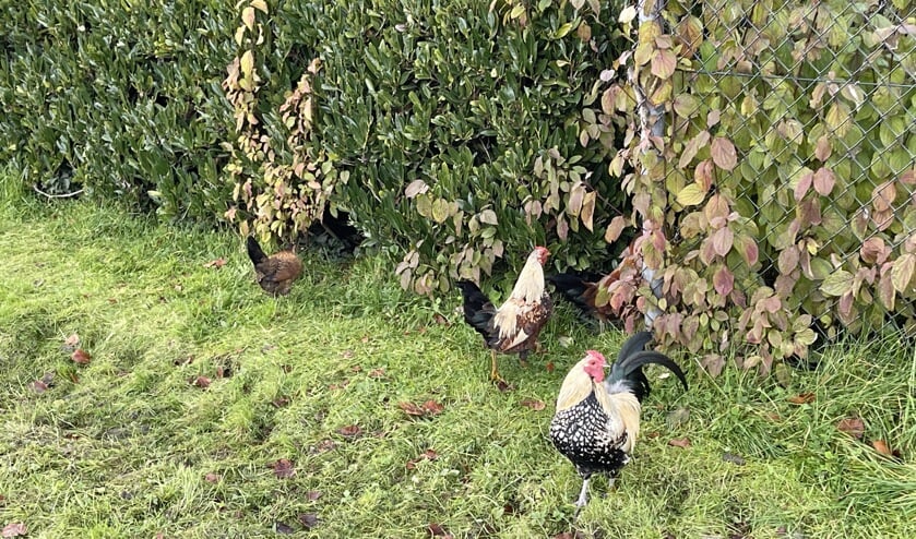 Laatste loslopende kippen en hanen gevangen op Arnestein