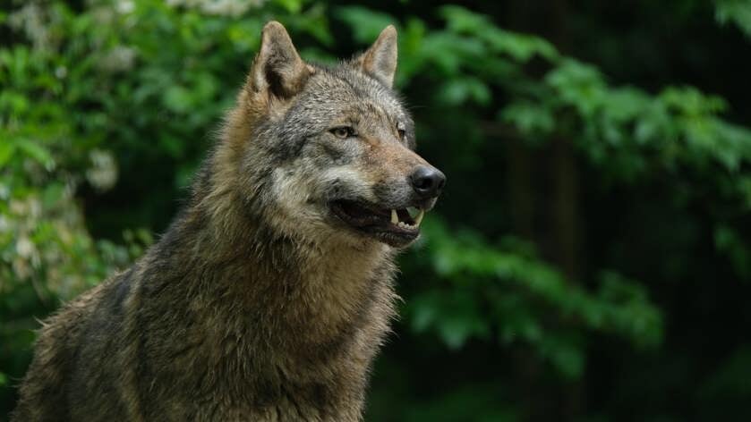 Provincie Zeeland zegt 'ja' tegen wolfwerende maatregelen