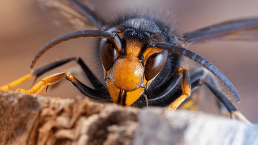 Opmars Aziatische hoornaar niet te stoppen in Zeeland, aanpak provincie wijzigt
