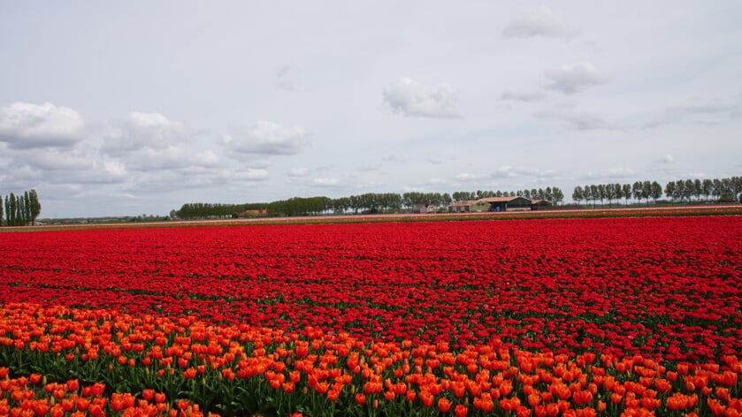 Thoolse lezersfoto van de week: 'Bloeiende tulpenvelden bij Vossemeer'