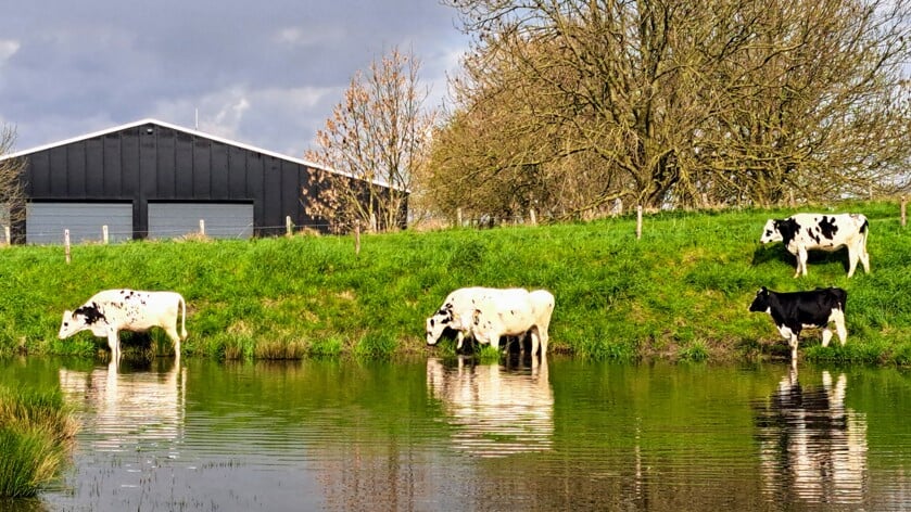Thoolse lezersfoto van de week: 'De koeien gaan in bad'