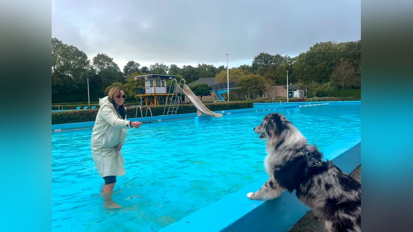 Hondenplons in Kruiningen voor goed doel