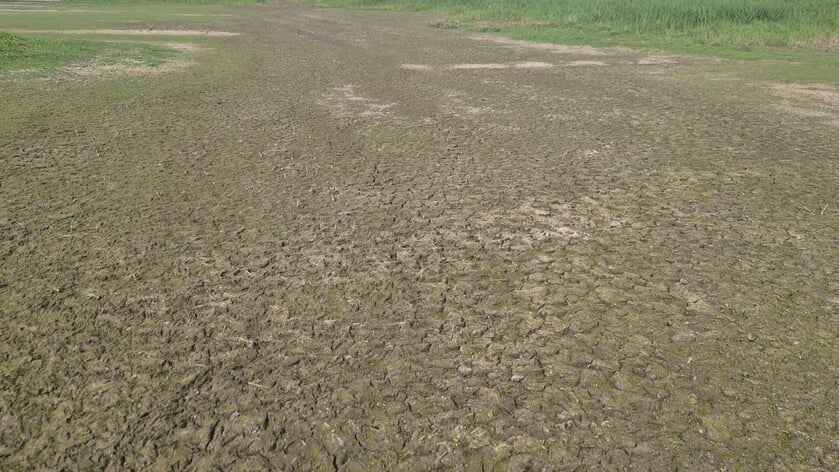 Noodmaatregel in verdroogd natuurgebied De Poel
