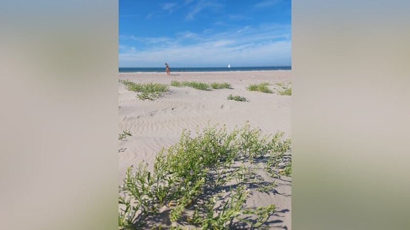 Zeeraket en andere natuur krijgt meer ruimte op groene stranden