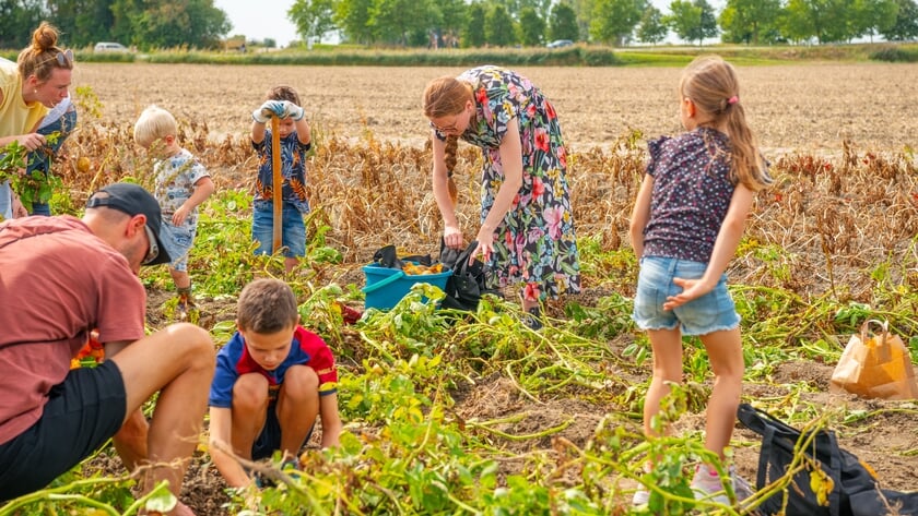 Gratis aardappels en uien rooien bij Kooijman: ‘Wat is er nu lekkerder?’ [FOTOALBUM]
