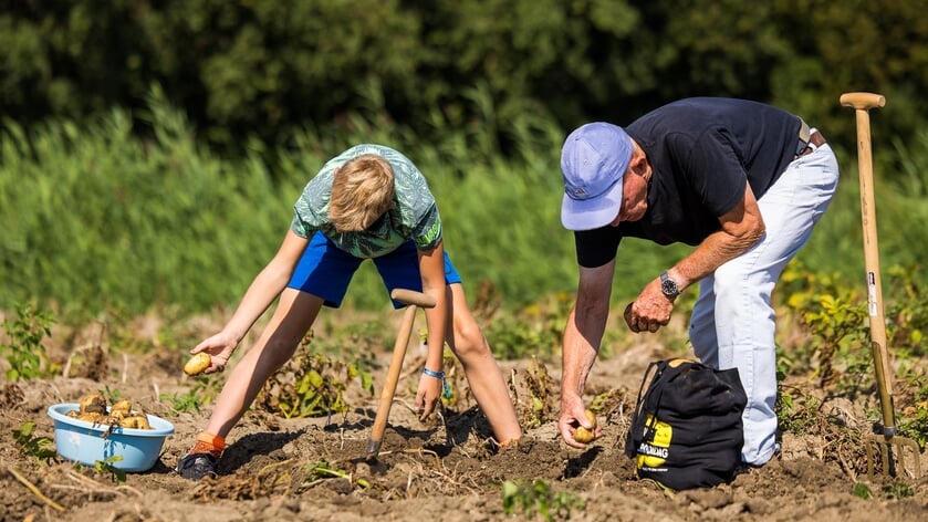 Zelf aardappels rooien en gratis meenemen bij Kooijman in Sint-Annaland