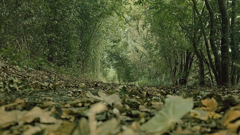 Thoolse lezersfoto van de week: ‘Herfst aan de Hiksedijk in Oud-Vossemeer’