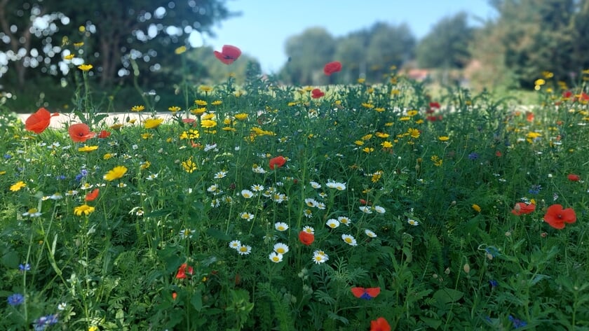 Tegeltaxi ruimt tuintegels op bij inwoners die tuin vergroenen