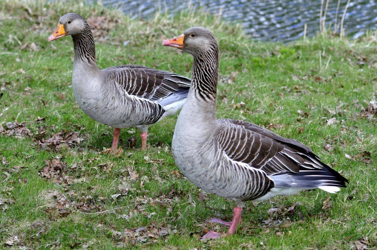 foto Flickr.com/Johan Wieland