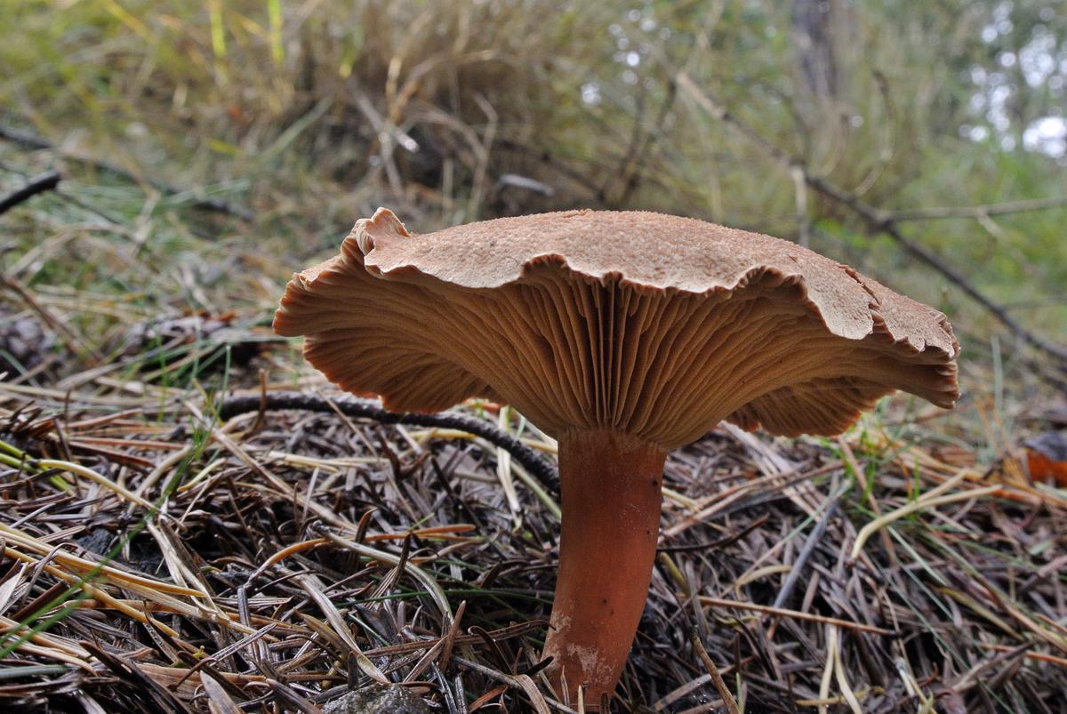 De herfst in volle glorie in het Mastbos. foto Janet Olde Wolbers