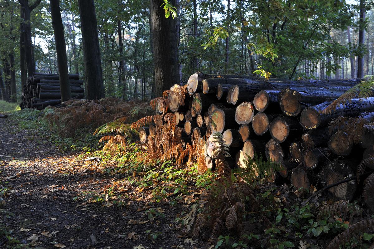 De herfst in volle glorie in het Mastbos. foto Janet Olde Wolbers