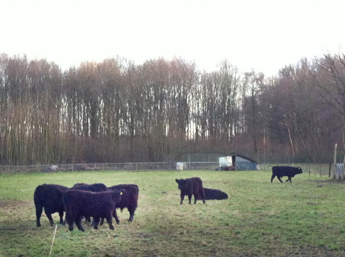 Landgoed De Burgst in de Haagse Beemden. foto Wijnand Nijs