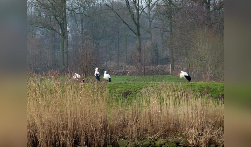 Ooievaars aan de oever van de Mark, ter hoogte van de Achter Emer aan de rand van de Haagse Beemden.