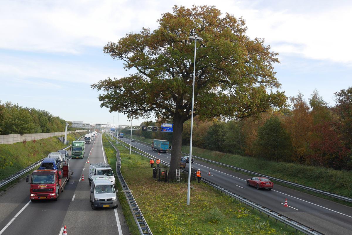 Onderzoek naar de Anneville Eik zorgde dinsdag voor lange files rond knooppunt St. Annabosch.